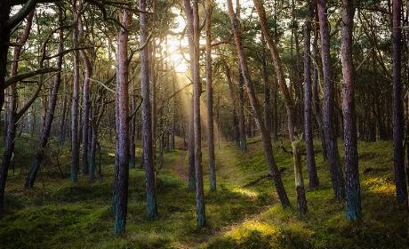 72.01. Potpora za ograničenje u gospodarenju šumama (NATURA 2000, NKS)